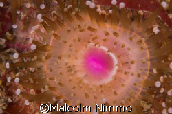 Getting up close and personal to a jewel anenome  in the ... by Malcolm Nimmo 